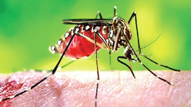 ডেঙ্গুতে আর ৫ মৃত্যু, হাসপাতালে ভর্তি ১৯২০